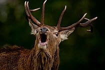 Red deer (Cervus elaphus) stag roaring in Scottish highlands, Scotland, UK, May.