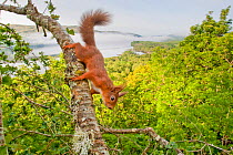 Red squirrel (Sciurus vulgaris) on branch in oak woodland with Loch Awe in background. Argyll and Bute, Scotland, UK, June.