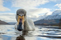 Whooper Swan (Cygnus cygnus) with snowy mountains behind, Loch Etive, Agyll and Bute, Scotland, UK, March. Small repro only.