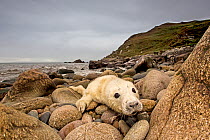 Grey seal (Halichoerus grypus) pup hauled out on rocky beach, west coast of Scotland, September.