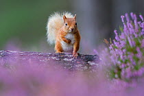 Red squirrel (Sciurus vulgaris) on trunk surrounded by heather, Cairngorms National Park, Scotland, UK, August.