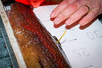Spey Fishery Board biologist measuring Atlantic salmon (Salmo salar), Glenlivet, Moray, Scotland, UK, November 2015.