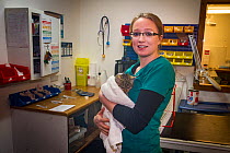 A veterinary nurse holding a young Scottish wildcat (Felis silvestris grampia) and Feral cat (Felis catus) hybrid wrapped in a towel following neutering at Morven Veterinary Practice, Aberdeenshire, S...