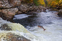 Atlantic salmon (Salmo salar) leaping up waterfall, Cairngorms National Park, Scotland, UK, October 2014.