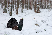 Capercaillie (Tetrao urogallus) male displays in snowy pine forest, Cairngorms National Park, Scotland, UK, February.