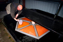 Sandbank Hatchery manager tending to Atlantic salmon (Salmo salar) eggs in large rotating vats, Glenlivet, Moray, Scotland, UK, November 2015.