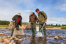 Spey Fishery Board biologists electrofishing on the river Dulnain to survey Atlantic salmon (Salmo salar) fry and parr, Cairngorms National Park, Scotland, UK, September 2015.