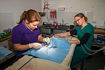 Vets at Morven Veterinary Practice in the process of neutering a young Scottish wildcat (Felis silvestris grampia) and Feral cat (Felis catus) hybrid, Aberdeenshire, Scotland, UK, December.
