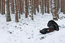 Capercaillie (Tetrao urogallus) male displaying in snowy pine forest, Cairngorms National Park, Scotland, UK, February 2015.