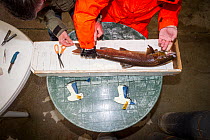 Biologist taking measurements of Atlantic salmon (Salmo salar) in hatchery before release back into the wild, Sandbank Hatchery, Glenlivet, Moray, Scotland, UK, November 2015.