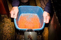 Biologist washing freshly fertilised Atlantic salmon (Salmo salar) eggs, an important part of the process preventing them from getting smothered, Sandbank Hatchery, Glenlivet, Moray, Scotland, Novembe...
