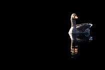 Greylag goose (Anser anser) reflected in the waters of a lochan, Cairngorms National Park, Scotland, UK, March.