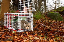 Person releasing a juvenile Scottish wildcat (Felis silvestris grampia) cross Feral cat (Felis catus) hybrid following neutering, Aberdeenshire, Scotland, UK, December.