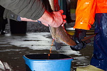 Collecting eggs from wild caught Atlantic Salmon (Salmo salar) female to spawn fry in controlled conditions, Sandbank hatchery, Glenlivet, Moray, Scotland, UK, November.