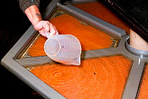 Pouring freshly fertilised Atlantic Salmon (Salmo salar) eggs into a rotating vat, Sandbank hatchery, Glenlivet, Moray, Scotland, UK, November.