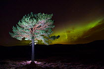 Scots pine (Pinus sylvestris) with Northern lights / Aurora borealis lighting up the night sky in background, Monadhliath Mountains, Cairngorms National Park, Scotland, UK, October 2015.