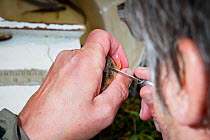 A biologist working for the Spey Fishery Board collecting scale samples from an Atlantic salmon (Salmo salar) parr for accurate age testing back in the laboratory, Cairngorms National Park, Scotland,...