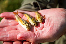 Hand holding three temporarily stunned Atlantic salmon (Salmo salar) parr. Parr ready for measurements to be recorded, Cairngorms National Park, Scotland, UK, September.