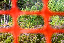 High visibility deer fencing used in woodland where Capercaillie (Tetrao urogallus) and Black grouse (Tetrao tetrix) may be present to reduce risk of these birds flying into the structures and dying....