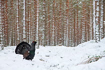 Capercaillie (Tetrao urogallus) male displaying in snowy pine forest, Cairngorms National Park, Scotland, UK, February.