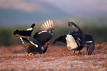Two Black grouse (Tetrao tetrix) males displaying at a lek site at dawn, Cairngorms National Park, Scotland, UK, April.