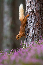 Red squirrel (Sciurus vulgaris) on tree trunk, Cairngorms National Park, Scotland, UK, August.