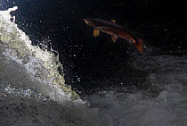 Atlantic salmon (Salmo salar) leaping up a waterfall during migration in tributary of the Spey. Cairngorms National Park, Scotland, UK, October.