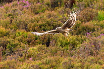 Hen Harrier (Circus cyaneus) in flight over heather moorland on upland grouse shooting estate, Scotland, UK.