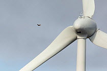 Hen Harrier (Circus cyaneus) flying close to wind turbine on upland estate, Moray, Scotland, UK.