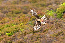Hen Harrier (Circus cyaneus) in flight over heather moorland on upland grouse shooting estate, Scotland, UK.