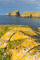 Rock covered with Lichen and Thrift, Fair Isle, Shetland , Scotland, UK.