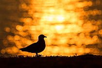 Great Skua (Stercorarius skua) silhouetted at sunrise, Fair Isle, Shetland , Scotland, UK, June.