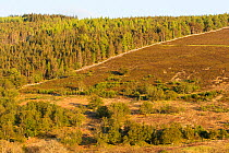 Commercial pine forest, scattered trees and heather moorland in upland habitat, Perthshire, Scotland, UK.