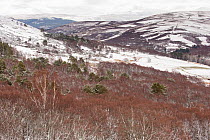 Silver birches (Betula pendula) and Scots pine (Pinus sylvatica) in late winter after light snow with heather moorland in background, Aberdenshire, Scotland, UK, April.