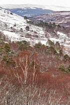 Silver birches (Betula pendula) and Scots pine (Pinus sylvatica) in late winter after light snow with heather moorland in background, Aberdenshire, Scotland, UK, April.
