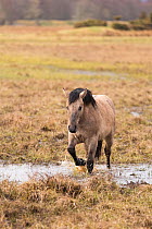 Highland pony used to graze wetland habitat as part of management plan for bird conservation, Strathspey, Scotland,  UK, April.