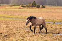 Highland pony used to graze wetland habitat as part of management plan for bird conservation, Strathspey, Scotland, UK, April.