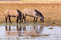 Highland ponies used to graze wetland habitat as part of management plan, Strathspey, Scotland, April.