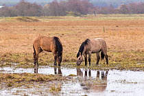 Highland ponies used to graze wetland habitat as part of management plan, Strathspey, Scotland, April.