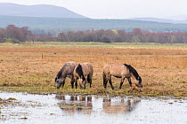 Highland ponies used to graze wetland habitat as part of management plan, Strathspey, Scotland April.
