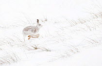 Mountain hare (Lepus timidus) in winter coat running across snow, Scotland, February.