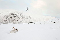 Mountain hare (Lepus timidus) sat in snow hole with red grouse flying overhead , Scotland, UK. February.