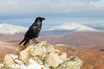 Raven (Corvus corax) perched on summit cairn in Glen Coe, Scotland, UK, November.