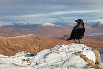 Raven (Corvus corax) perched on summit cairn in Glen Coe, Scotland, November.
