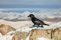 Raven (Corvus corax) perched on rock in snowy mountain habitat, Glen Coe, Scotland, UK, November.