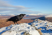 Raven (Corvus corax) perched on summit cairn, Glen Coe, Scotland, UK, November.