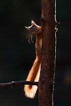 Red Squirrel (Sciurus vulgaris) backlit on young pine tree, Scotland, UK, September.