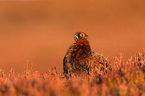 Red Grouse (Lagopus lagopus scoticus) adult male in breeding plumage on heather moor, Scotland, UK, March.