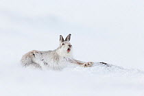 Mountain hare (Lepus timidus) stretching and yawning, in snow, Scotland