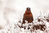 Red grouse (Lagopus lagopus scoticus) close-up of female calling amongst heather in snow, Scotland, UK. March.